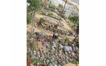 No.273 松井田多肉植物園チケットB ／ 商品券 寄せ植え体験 オリジナル容器 ブレンド土 群馬県