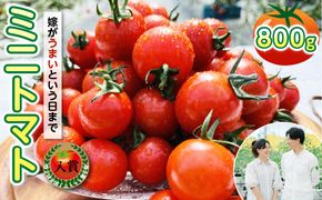 嫁がうまいと言う日まで ミニトマト 800g 八代市産 ミニトマト 新鮮 野菜 池田農園 全国ミニトマト選手権 冬 春 旬