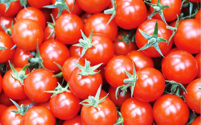 嫁がうまいと言う日まで ミニトマト 800g 八代市産 ミニトマト 新鮮 野菜 池田農園 全国ミニトマト選手権 冬 春 旬