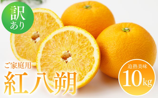 【先行予約】 【訳あり】 紅八朔 ご家庭用 約10kg 紅八朔 べにはっさく 柑橘 かんきつ 八朔 はっさく 果物 くだもの フルーツ 熊本県 八代市 【2027年2月上旬より順次発送】