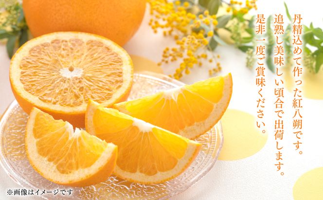 【先行予約】 【訳あり】 紅八朔 ご家庭用 約10kg 紅八朔 べにはっさく 柑橘 かんきつ 八朔 はっさく 果物 くだもの フルーツ 熊本県 八代市 【2027年2月上旬より順次発送】