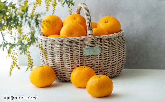【先行予約】 【訳あり】 紅八朔 ご家庭用 約10kg 紅八朔 べにはっさく 柑橘 かんきつ 八朔 はっさく 果物 くだもの フルーツ 熊本県 八代市 【2027年2月上旬より順次発送】
