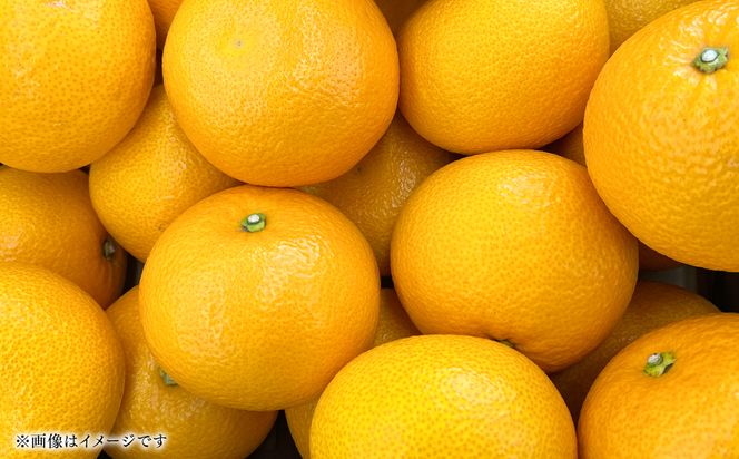 【先行予約】 【訳あり】 紅八朔 ご家庭用 約10kg 紅八朔 べにはっさく 柑橘 かんきつ 八朔 はっさく 果物 くだもの フルーツ 熊本県 八代市 【2027年2月上旬より順次発送】