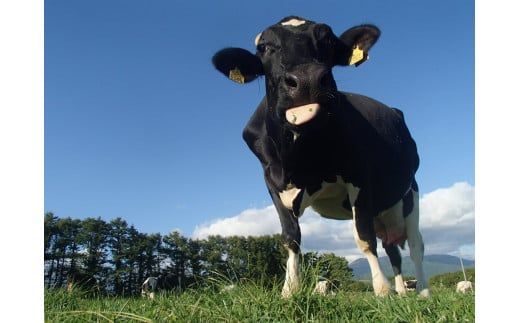 【大津牧場の搾りたてミルク使用】北海道産 のむヨーグルト 30本セット プレーン加糖 プレーン無糖 イチゴ ブルーベリー ビーツ ダイエット 産地直送 牛乳 ヨーグルト せたな町 ふるさと納税