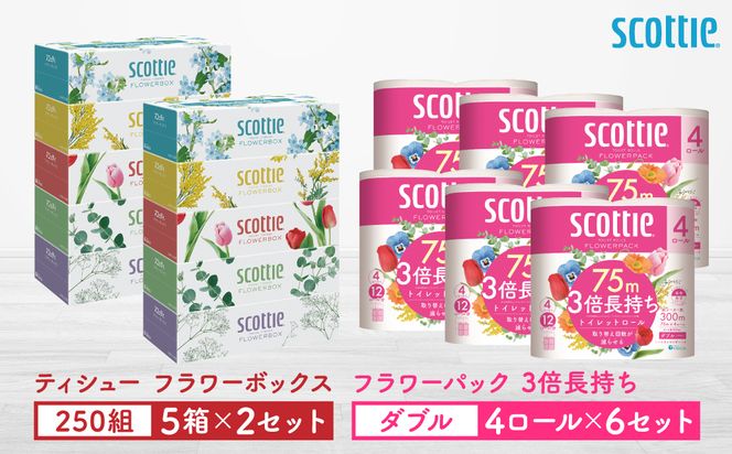 【スコッティ】ティシュー フラワーボックス 250組（5箱パック×2セット）＋フラワーパック 3倍長持ち（4ロール(ダブル)パックx6セット）ティッシュ トイレットペーパー 日用品
