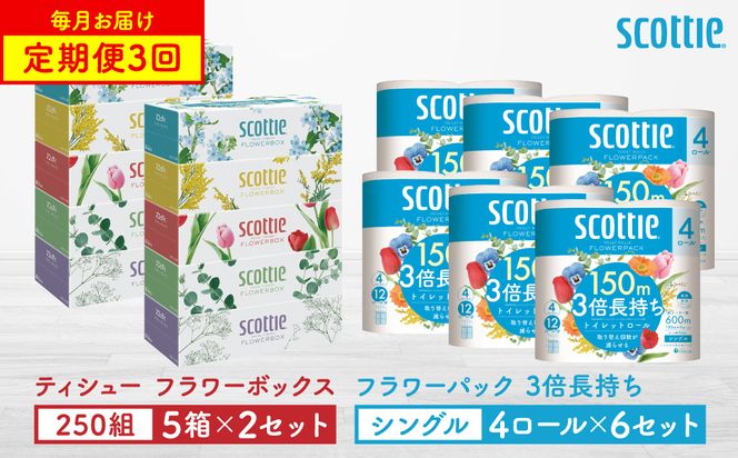 【定期便3回】【毎月1回お届け】【スコッティ】ティシュー フラワーボックス 250組（5箱パック×2セット）＋フラワーパック 3倍長持ち（4ロール(シングル)パックx6セット）ティッシュ トイレットペ