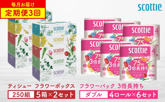 【定期便3回】【毎月1回お届け】【スコッティ】ティシュー フラワーボックス 250組（5箱パック×2セット）＋フラワーパック 3倍長持ち（4ロール(ダブル)パックx6セット）ティッシュ トイレットペー