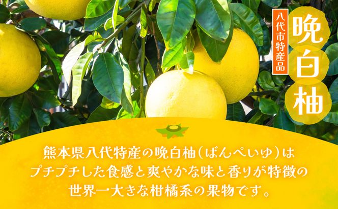 熊本県 八代市産 晩白柚 ペースト「マキシト」『お手軽セット』（合計740g） ばんぺいゆ 柑橘 手作り