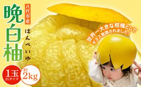 【先行予約】 八代市産 晩白柚 1玉 2Lサイズ 約2kg 果物 くだもの フルーツ 柑橘 柑橘類 贈り物 八代産 熊本県産 国産 【2025年12月下旬より順次発送】
