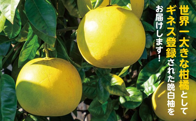 【先行予約】 八代市産 晩白柚 2玉 2Lサイズ 約4kg 【2025年12月下旬より順次発送】