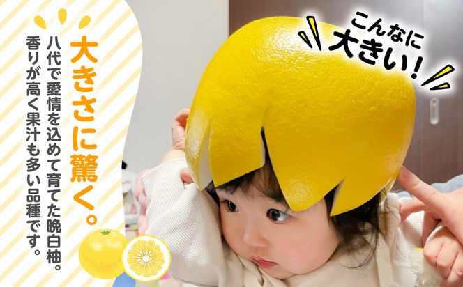 【先行予約】 八代市産 晩白柚 2玉 2Lサイズ 約4kg 【2025年12月下旬より順次発送】