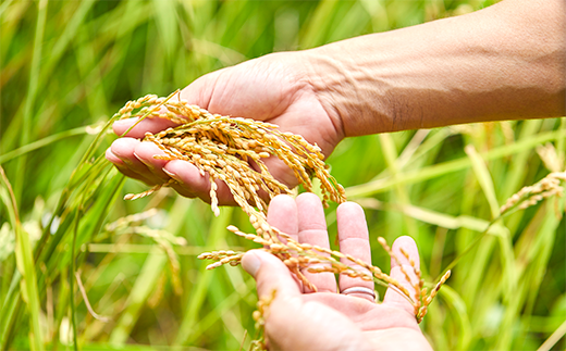 《定期便6か月》特別栽培米コシヒカリ「おおきに大地米」10kg 令和5年産　DE00067