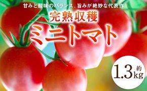 【甘みと酸味のバランス、旨みが絶妙な代表作】完熟収穫ミニトマト 約1.3kg トマト 甘い 野菜 旬 サラダ