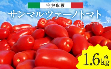 【先行予約】完熟収穫 サンマルツァーノトマト 約1.6kg (800g×2箱) 八代市産 サンマルツァーノリゼルバ トマト【2024年11月上旬より順次発送】