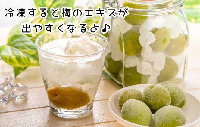 【2026年7月上旬～出荷予定】梅 冷凍 青梅 南高梅 3kg ( 1kg × 3袋 ) 秀品 2L or Lサイズ 和歌山県産 紀州有田  【みかんの会】 AX281