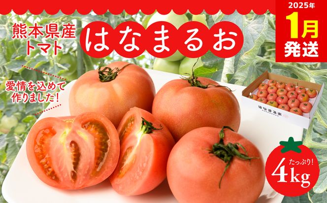 【2025年1月発送】熊本県産 トマト はなまるお 4kg トマト とまと 八代市産 