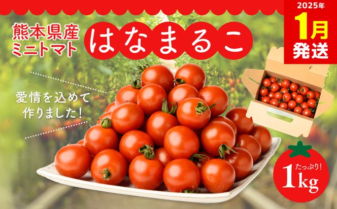 【2025年1月発送】熊本県産 ミニトマト はなまるこ 1kg 野菜 旬 熊本 とまと 