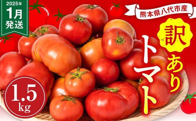 【訳あり】 八代市産 規格外トマト 1.5kg 熊本県 トマト 野菜【2025年1月発送】