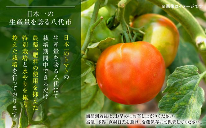 【訳あり】 八代市産 規格外トマト 1.5kg 熊本県 トマト 野菜【2025年2月発送】