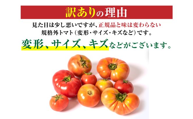 【訳あり】 八代市産 規格外トマト 1.5kg 熊本県 トマト 野菜【2025年2月発送】