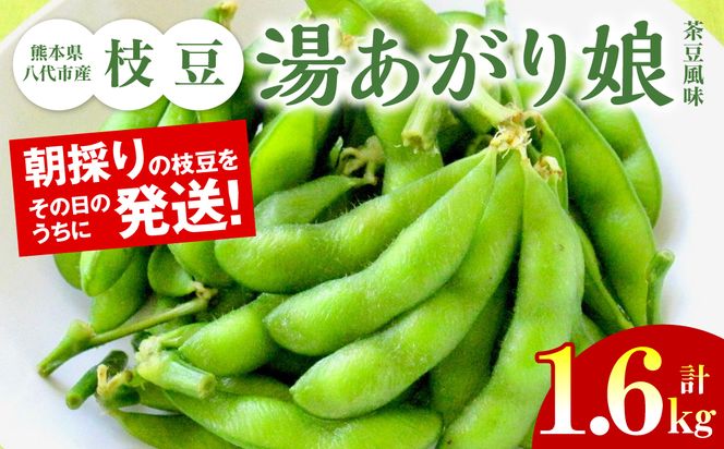 【先行予約】 熊本県八代市産枝豆 [湯あがり娘（茶豆風味）] 1.6kg 【2024年6月中旬より順次発送】