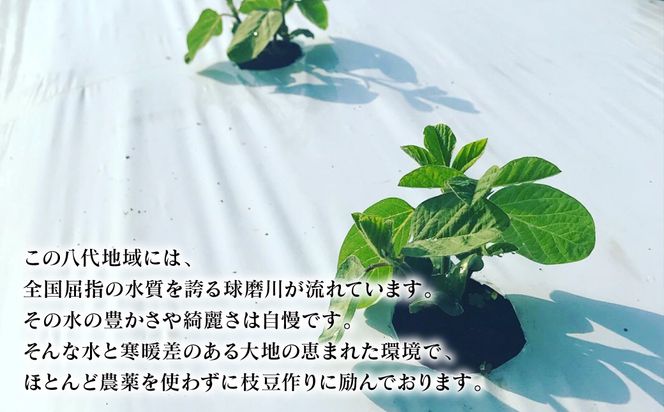 【先行予約】 熊本県八代市産 枝豆 [湯あがり娘（茶豆風味) ] 3kg おつまみ お弁当 えだまめ 茶豆 旬 エダマメ 朝採り お手軽 野菜 【2026年6月下旬より順次発送】