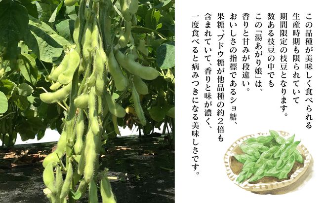 【先行予約】 熊本県八代市産 枝豆 [湯あがり娘（茶豆風味) ] 3kg おつまみ お弁当 えだまめ 茶豆 旬 エダマメ 朝採り お手軽 野菜 【2026年6月下旬より順次発送】