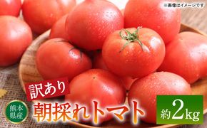 【訳あり】朝採れトマト 約2kg 熊本県 八代市産 野菜 とまと