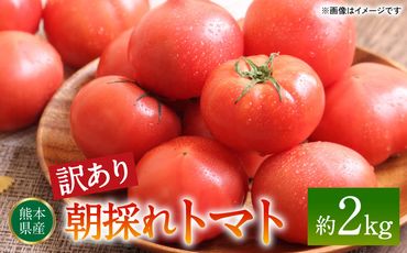 【先行予約】【訳あり】朝採れトマト 約2kg 熊本県 八代市産 野菜 とまと 【2024年11月上旬より順次発送】