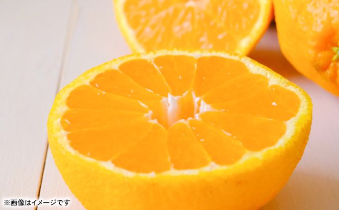 【先行予約】 不知火（デコポンと同品種） 約5kg しらぬい でこみかん 柑橘 ミカン ポンカン くだもの 果物 フルーツ 【2026年1月下旬より順次発送】