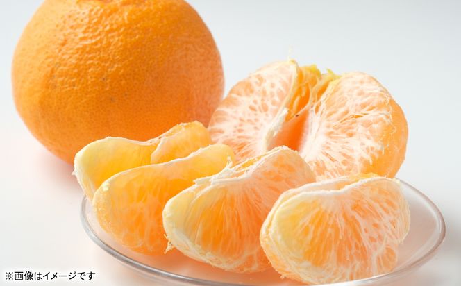 【先行予約】 不知火（デコポンと同品種） 約2kg しらぬい でこみかん 柑橘 ミカン ポンカン くだもの 果物 フルーツ 【2026年1月下旬より順次発送】