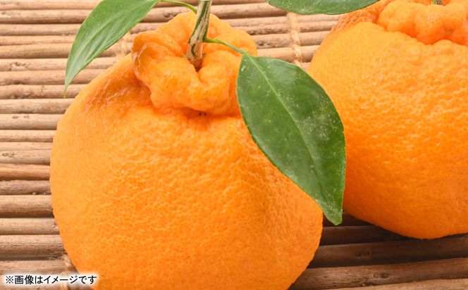 【先行予約】 不知火（デコポンと同品種） 約2kg しらぬい でこみかん 柑橘 ミカン ポンカン くだもの 果物 フルーツ 【2026年1月下旬より順次発送】