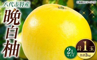 【先行予約】 晩白柚2Lサイズ1玉(2Kg)【2024年12月中旬より順次発送】