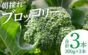 朝採れブロッコリー 300g×3本 野菜 新鮮 国産ブロッコリー 緑黄色野菜  熊本県 八代市産