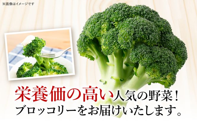 【先行予約】朝採れブロッコリー 300g×3本 野菜 新鮮 国産ブロッコリー 緑黄色野菜  熊本県 八代市産【2024年11月中旬より順次発送】