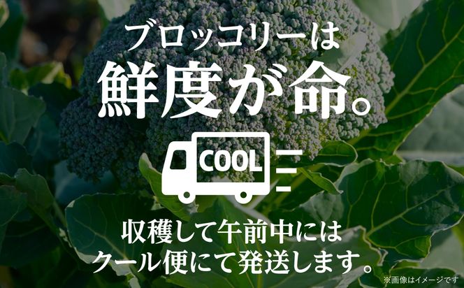 【先行予約】朝採れブロッコリー 300g×3本 野菜 新鮮 国産ブロッコリー 緑黄色野菜  熊本県 八代市産【2024年11月中旬より順次発送】