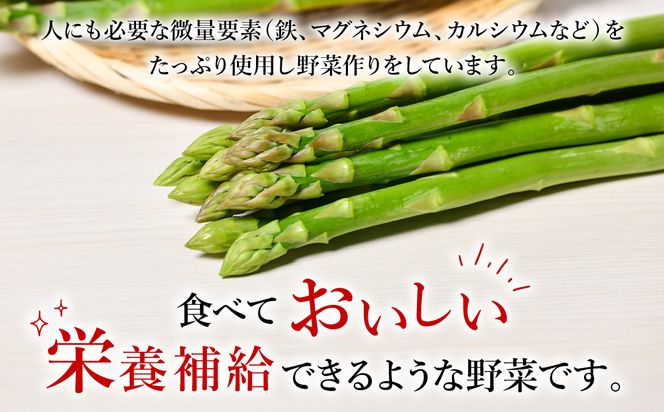 【先行予約】 熊本県 八代市産 アスパラガス 5kg 新鮮 アスパラ 野菜 やさい 旬 【2026年4月上旬より順次発送】
