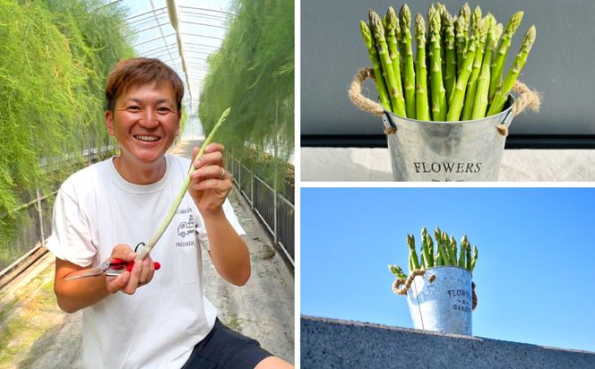 【先行予約】 熊本県 八代市産 アスパラガス 5kg 新鮮 アスパラ 野菜 やさい 旬 【2026年4月上旬より順次発送】