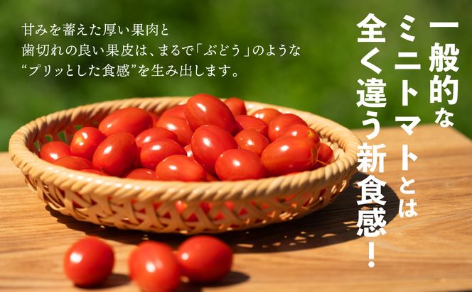 【先行予約】ミニトマト 純あま 130g×4パック トマト 完熟 野菜 甘い 熊本県産【2025年4月中旬より順次発送】