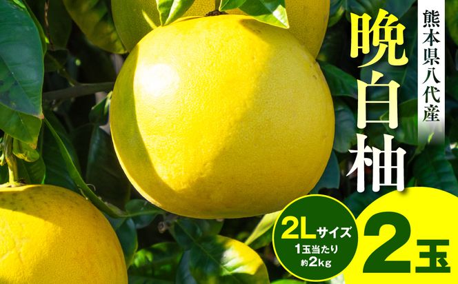 【先行予約】晩白柚 2Lサイズ(1玉当たり約2kg) 2玉 熊本県産 八代市産 柑橘 ばんぺいゆ【2025年1月上旬より順次発送】