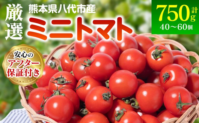 【先行予約】厳選ミニトマト 750g トマト 野菜 厳選 やさい サラダ 甘い【2024年12月上旬より順次発送】