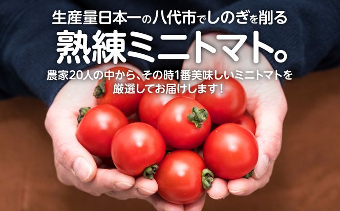 【先行予約】厳選ミニトマト 750g トマト 野菜 厳選 やさい サラダ 甘い【2024年12月上旬より順次発送】