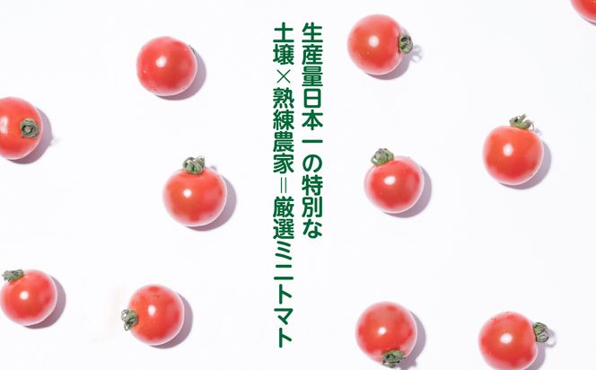 【先行予約】厳選ミニトマト 750g トマト 野菜 厳選 やさい サラダ 甘い【2024年12月上旬より順次発送】