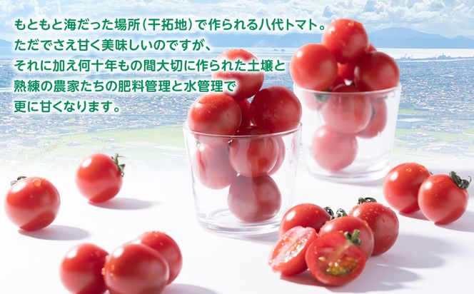 厳選 ミニトマト 1.8kg トマト 野菜 厳選 やさい サラダ 甘い