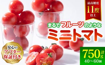 [先行予約]まるでフルーツの様なミニトマト 750g トマト 甘い 国産 野菜 やさい [2024年12月上旬より順次発送]