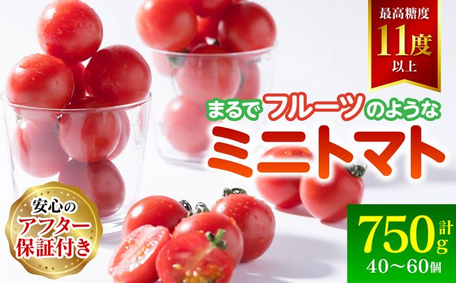 【先行予約】まるでフルーツの様なミニトマト 750g トマト 甘い 国産 野菜 やさい 【2024年12月上旬より順次発送】