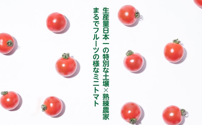 【先行予約】まるでフルーツの様なミニトマト 1.8kg トマト 甘い 国産 野菜 やさい 【2024年12月上旬より順次発送】 