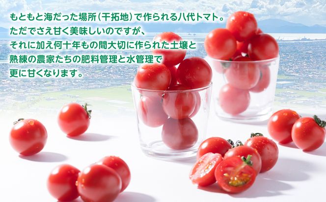 【先行予約】まるで フルーツ の様な ミニトマト 1.8kg トマト 甘い 国産 野菜 やさい サラダ 【2026年1月上旬より順次発送】