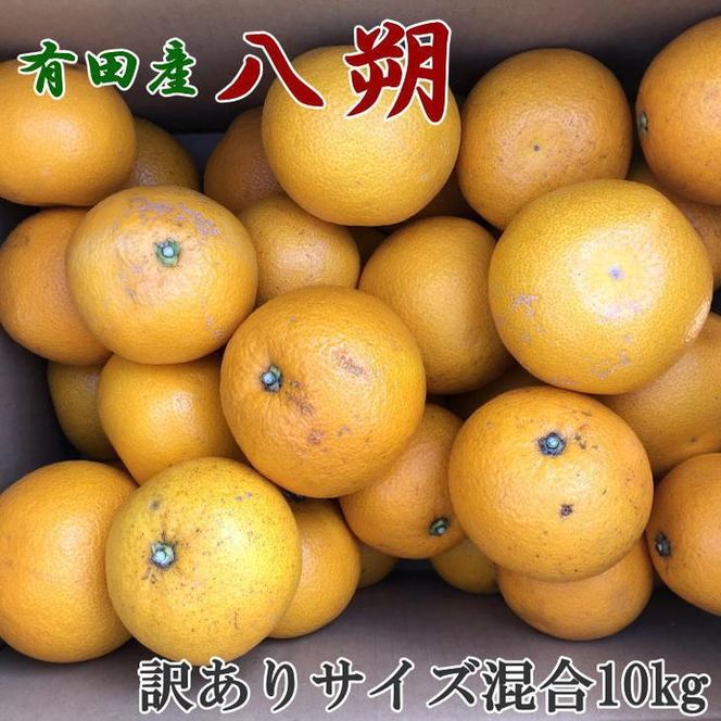 有田産 清見オレンジ 2キロ 訳あり サイズ混合 - 果物