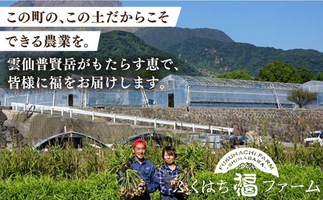【2025年1月末〜順次発送】囲い生姜 約 1kg / ショウガ 南島原市 / ふくはちファーム [SBS009]